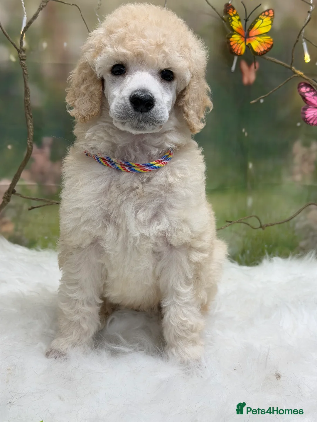 Standard Poodle dogs for sale: 2 BOYS LEFT! KC Reg Standard Poodles - Advert 2