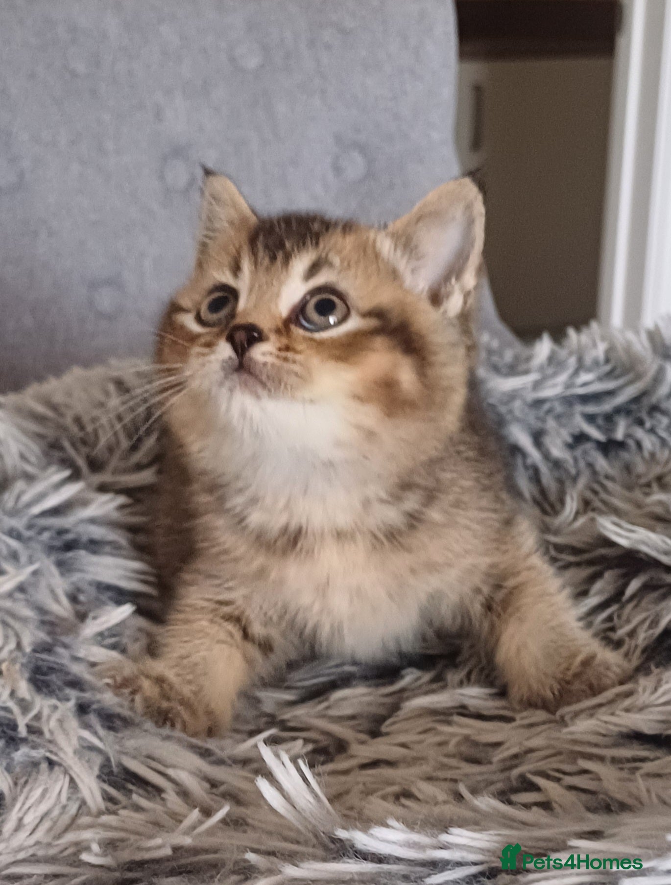 British Shorthair cats Beautiful TICA Scottish Straight and Fold kittens  - Advert 2