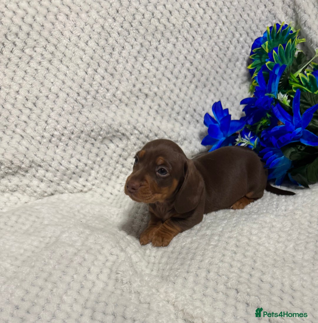 Miniature Dachshund dogs for sale: BEAUTIFUL KC MINI DACHSHUND READY TO LEAVE 23/12   - Advert 36