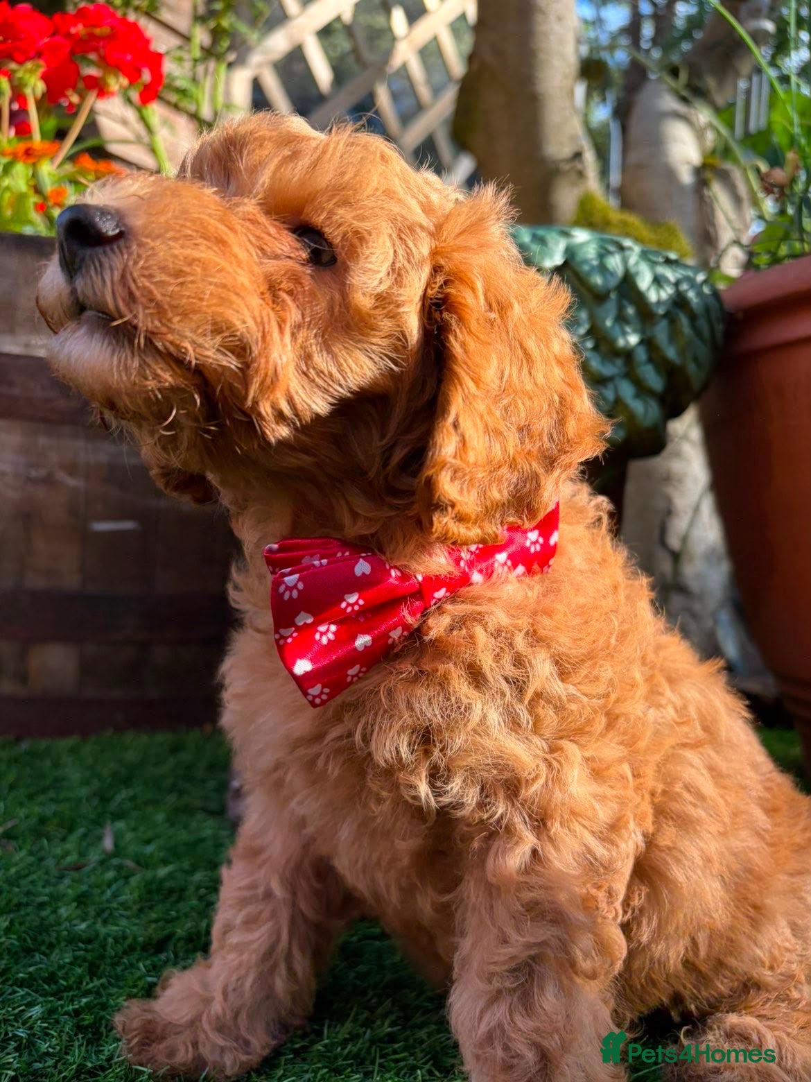 Cavapoo dogs Litter of 6 cavapoos - Advert 16