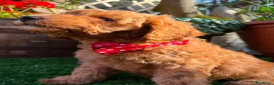 Cavapoo 6