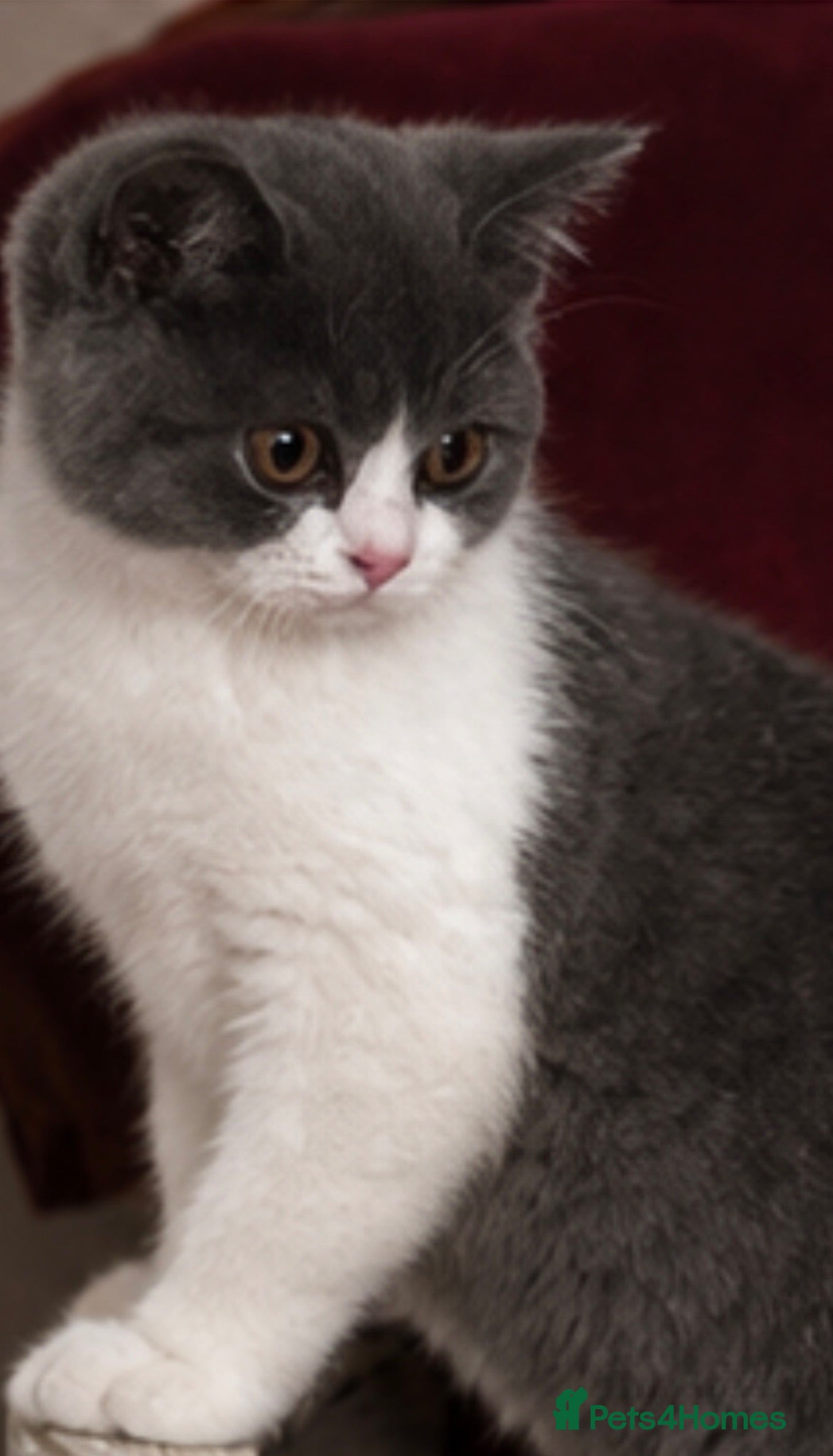 British Shorthair cats Beautiful kitten 💖 - Advert 4