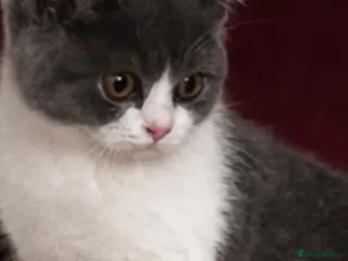 British Shorthair cats Beautiful kitten 💖 - Advert 4