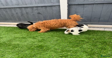 Mixed Breed dogs - Advert 5