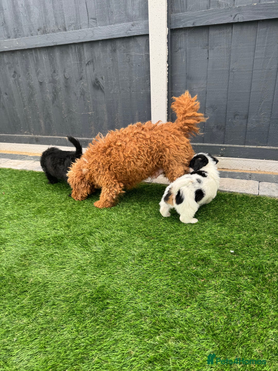 Mixed Breed dogs for sale: Black male puppy jackapoo - Image 2