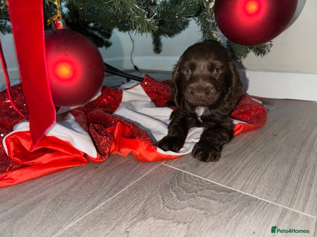 Cocker Spaniel dogs kc reg show type cocker spaniel pup available - Advert 13