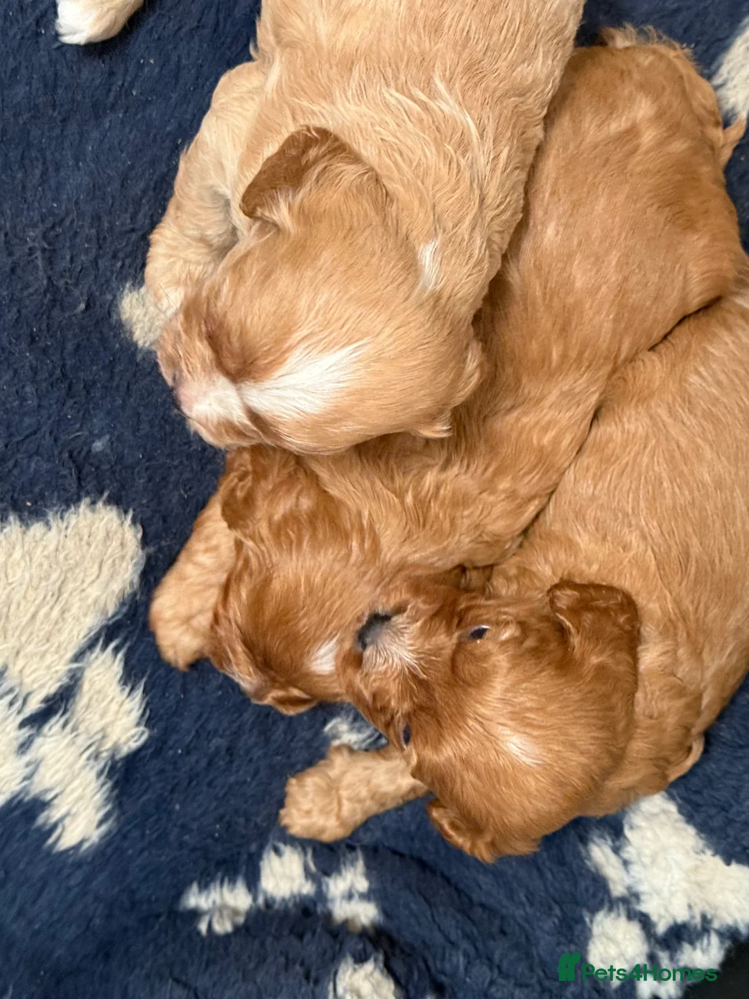 Cavapoo dogs for sale: Beautiful F1 Cavapoos  - Advert 4