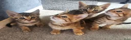 Mixed Breed cats for sale: Kitten for sale  - Advert 4