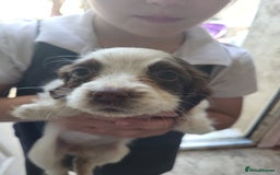 Sprocker dogs for sale: 3 sprockers x springer  pups  - Image 3