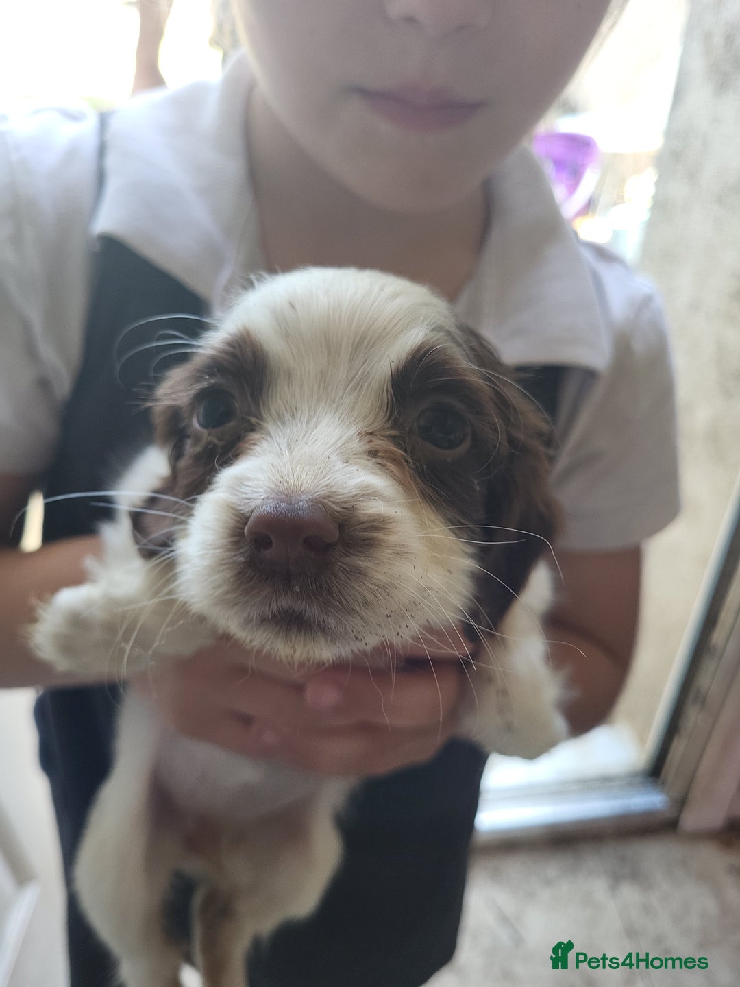 Sprocker dogs for sale: 3 sprockers x springer  pups  - Image 3