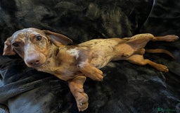 Miniature Dachshund dogs for stud: Proven, KC, PRA clear, tested, Miniature Dachshund in Hinckley - Image 11