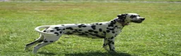 Dalmatian dogs for sale:  Harley, the enchanting half-Aussie is due soon. in Stafford - Advert 12