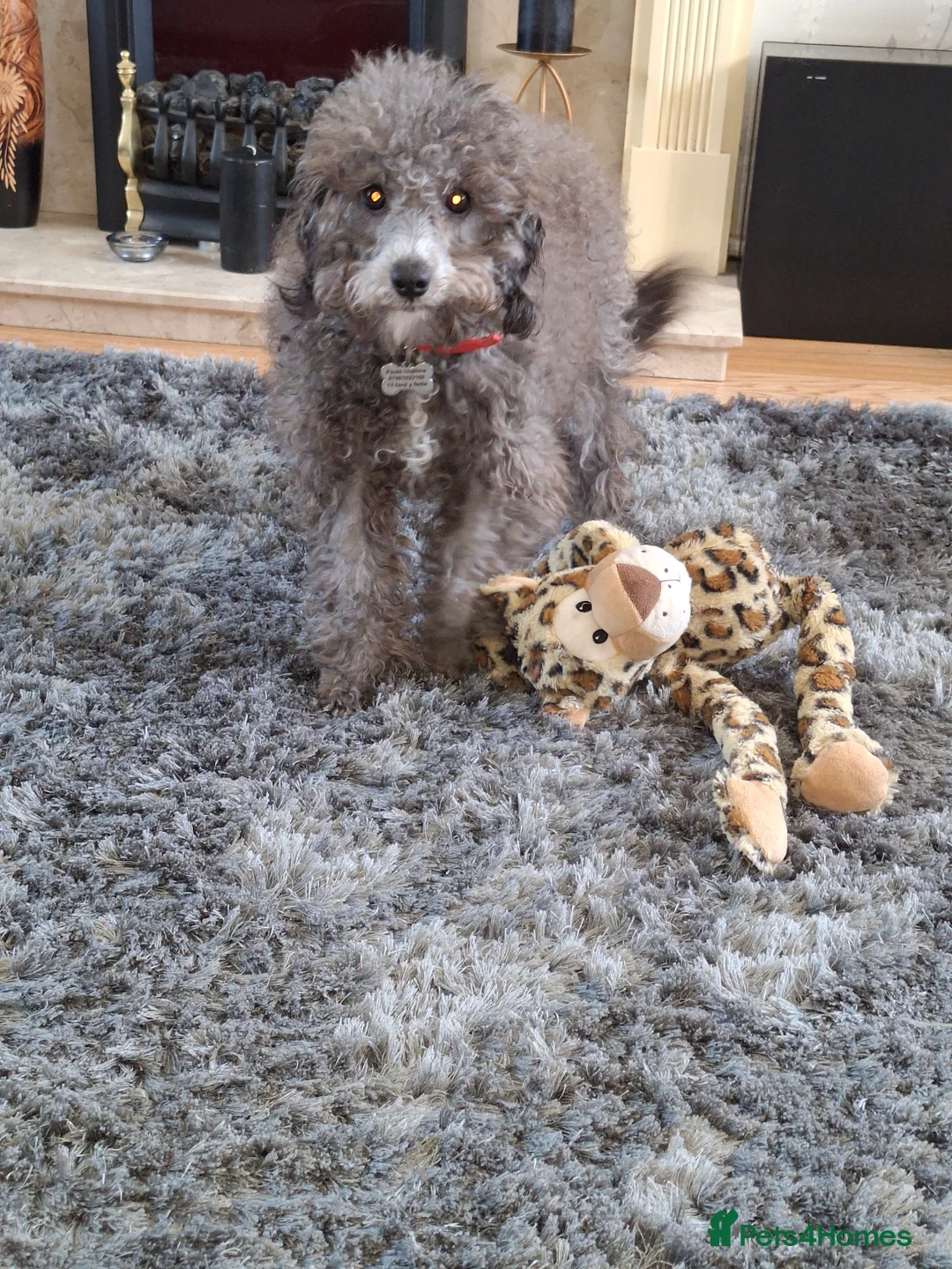 Cockapoo dogs for sale: Tiny cockerpoo in Port Talbot - Advert 2