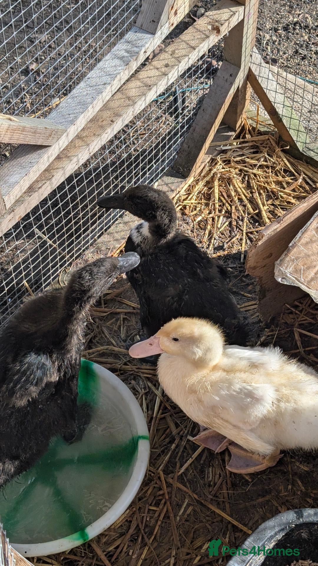 Ducks poultry 3x Cayuga Ducks for £30 - Advert 1
