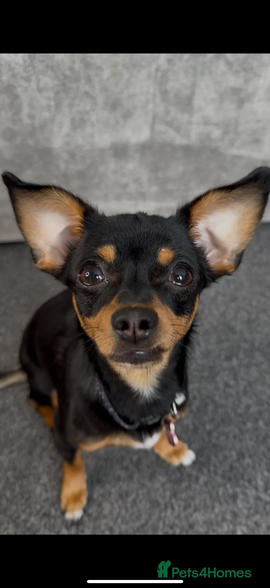 Chiweenie dogs for sale: Chiweenie - 1 year old peaches  - Advert 7