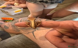 Gecko reptiles for sale: Pinstripe harleyquin crested geckos  - Image 4