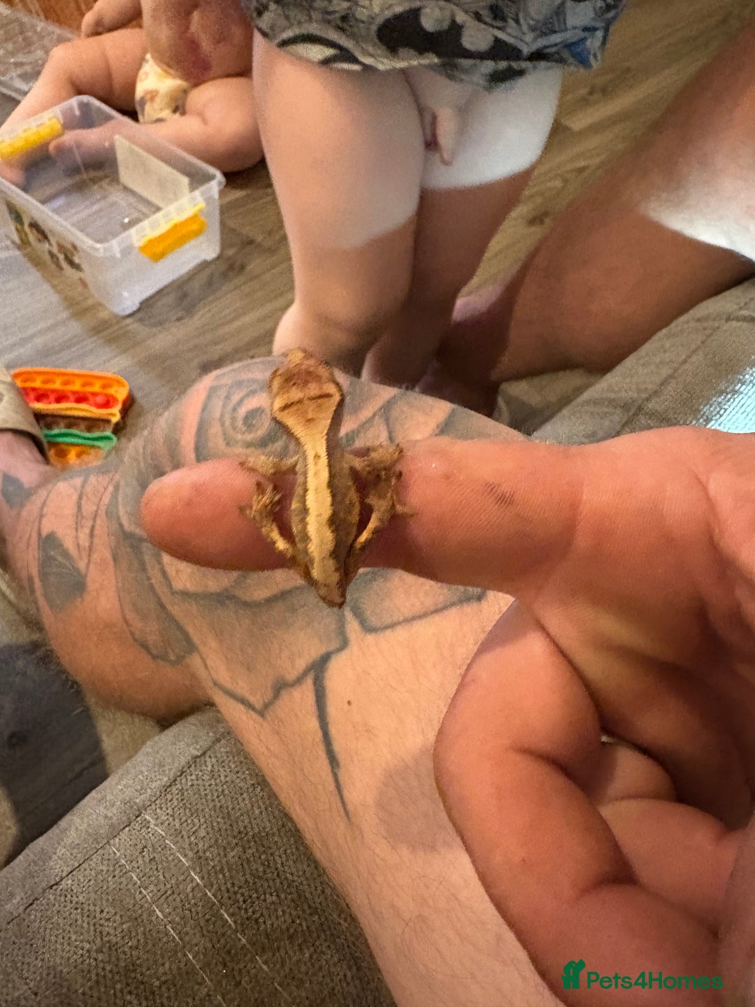 Gecko reptiles for sale: Pinstripe harleyquin crested geckos  - Image 4