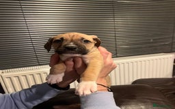 Mixed Breed dogs for sale: Boxer/Staff/Cane Corso Puppies for Sale - Advert 12