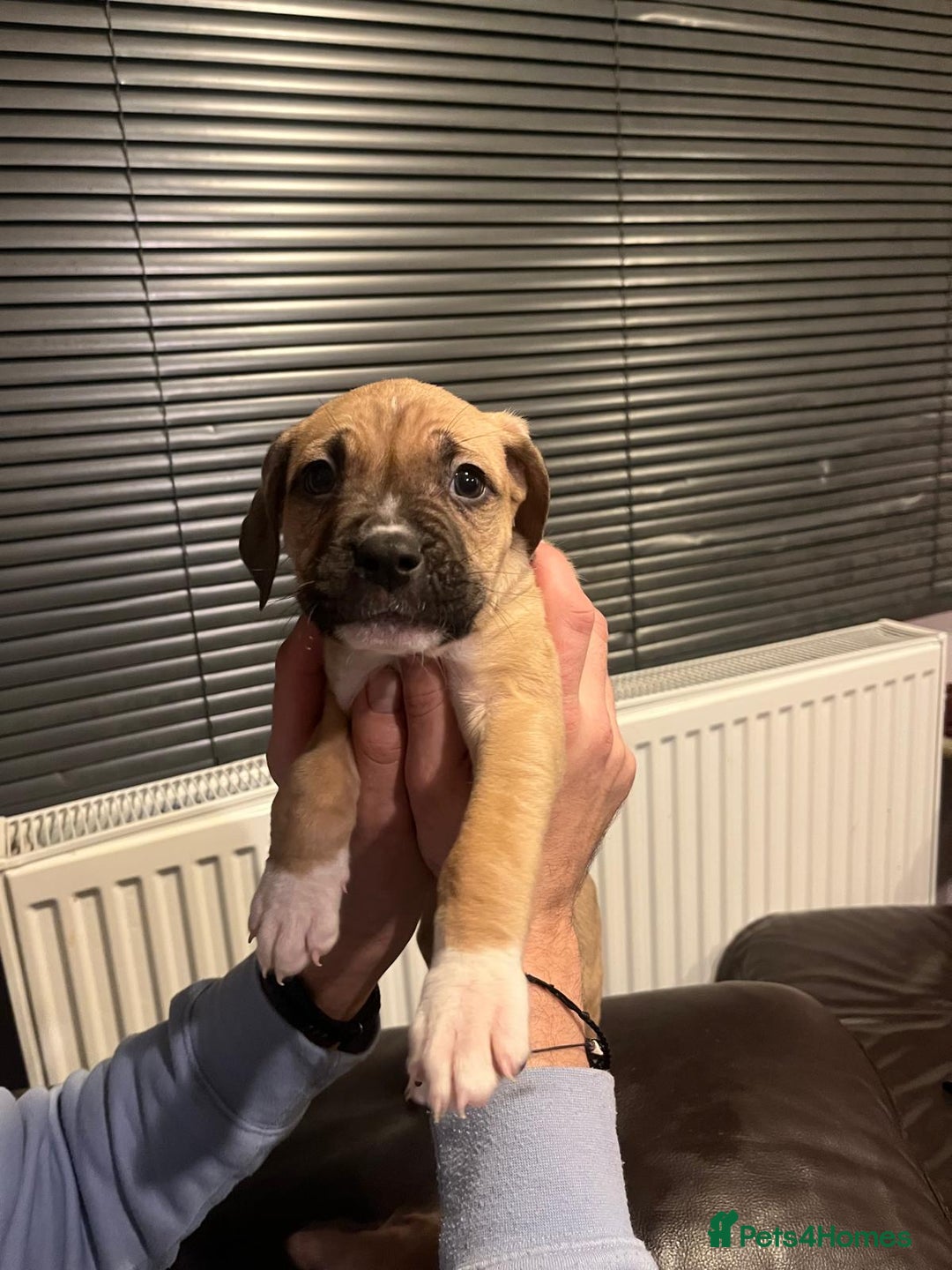 Mixed Breed dogs for sale: Boxer/Staff/Cane Corso Puppies for Sale - Advert 12