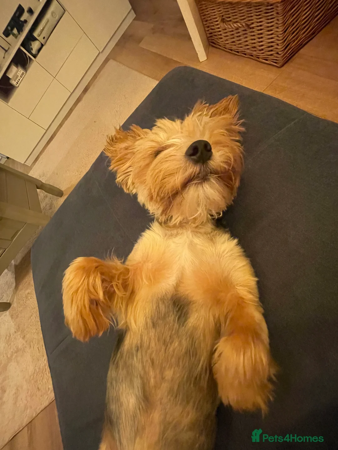 Yorkshire Terrier dogs for stud: 🐶 Yorkshire Terrier Stud Available 🐶 - Advert 2