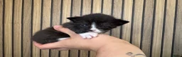 Mixed Breed cats for sale: Kittens for sale  - Advert 4
