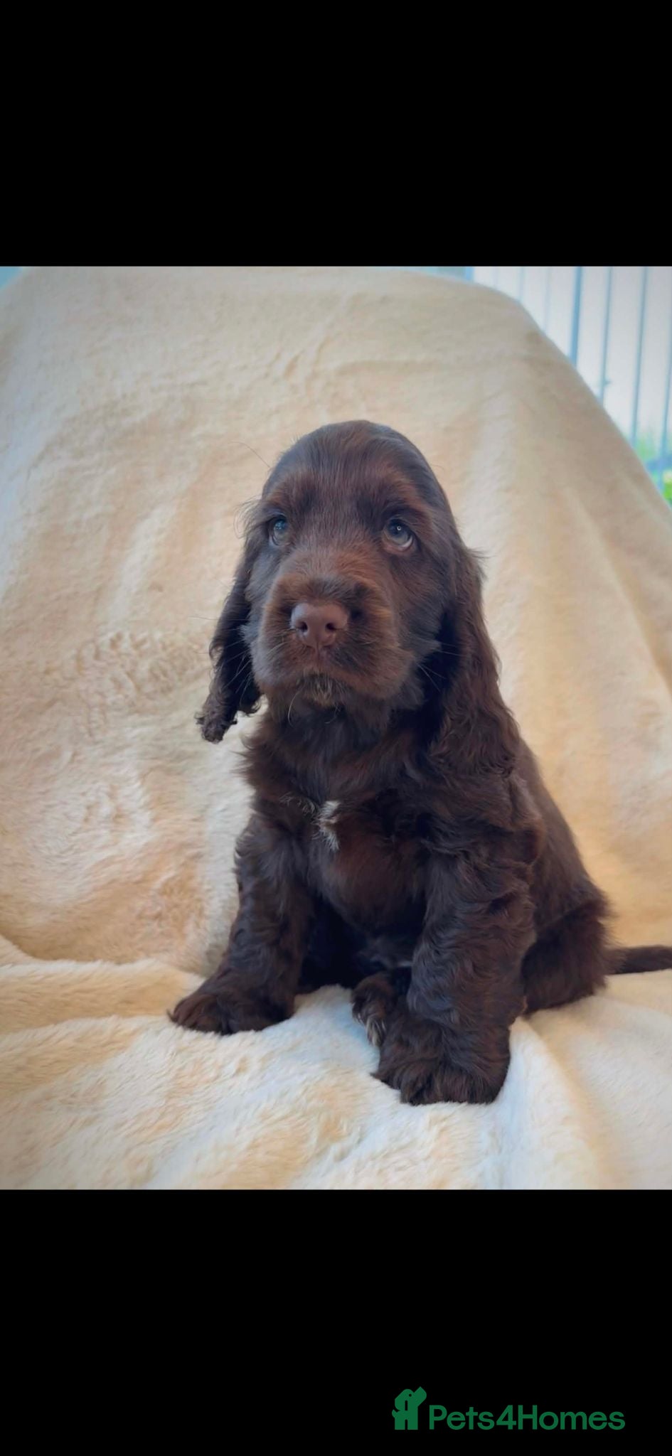 Cocker Spaniel dogs Extensively health tested KC Show Cocker Spaniels  - Advert 1