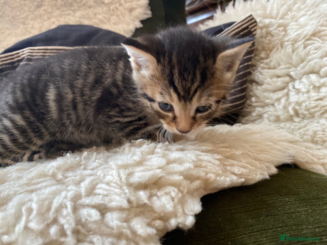 Mixed Breed cats for sale: Four beautiful little kittens - Image 28
