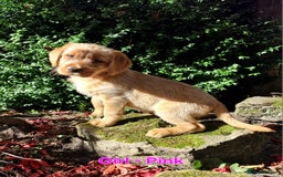 Mixed Breed dogs for sale: Labrador Cross Pups - Image 2