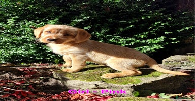 Mixed Breed dogs - Advert 6