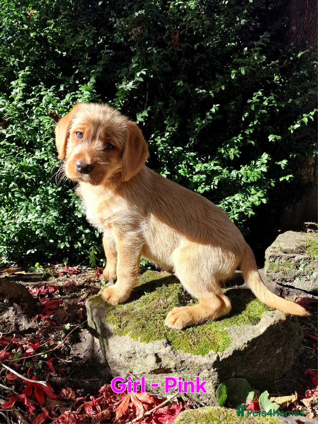 Mixed Breed dogs for sale: Labrador Cross Pups - Image 2