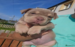 American Bully dogs for sale: Pocket Bully puppies - Image 2