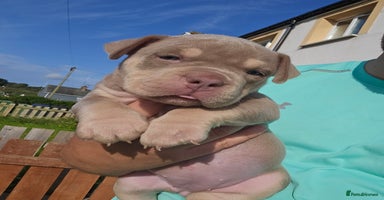 American Bully dogs - Advert 3