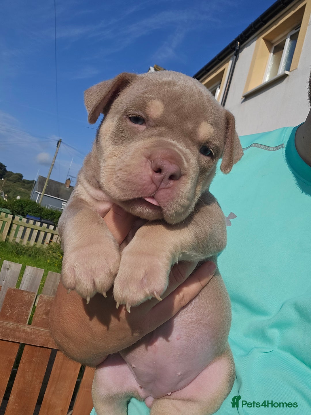 American Bully dogs for sale: Pocket Bully puppies - Image 2