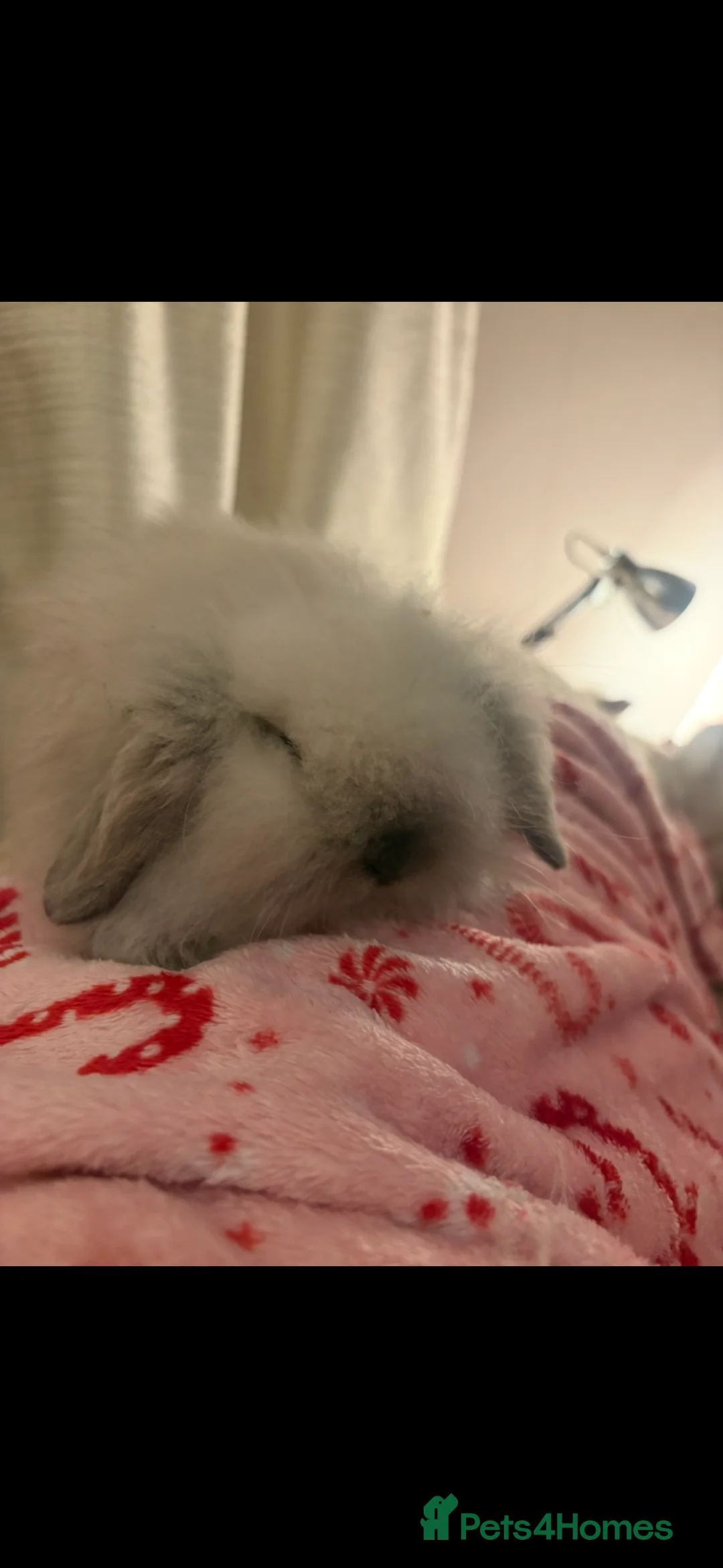 Mini Lion Lop rabbits for sale: Gorgeous Fluffy Double Mane mini lion lop bunny’s  - Advert 9