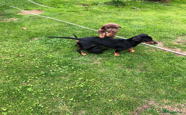 Mixed Breed dogs - Advert 4