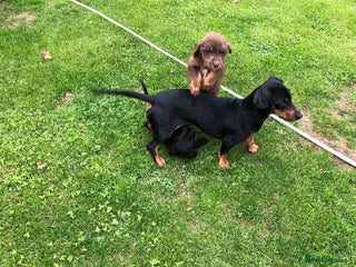 Mixed Breed dogs - Advert 22