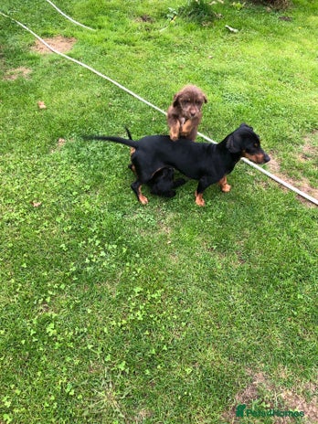 Mixed Breed dogs - Advert 6