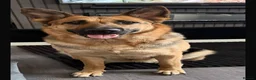 German Shepherd dogs for sale: 28 week old German shepherd  in Preston - Advert 4