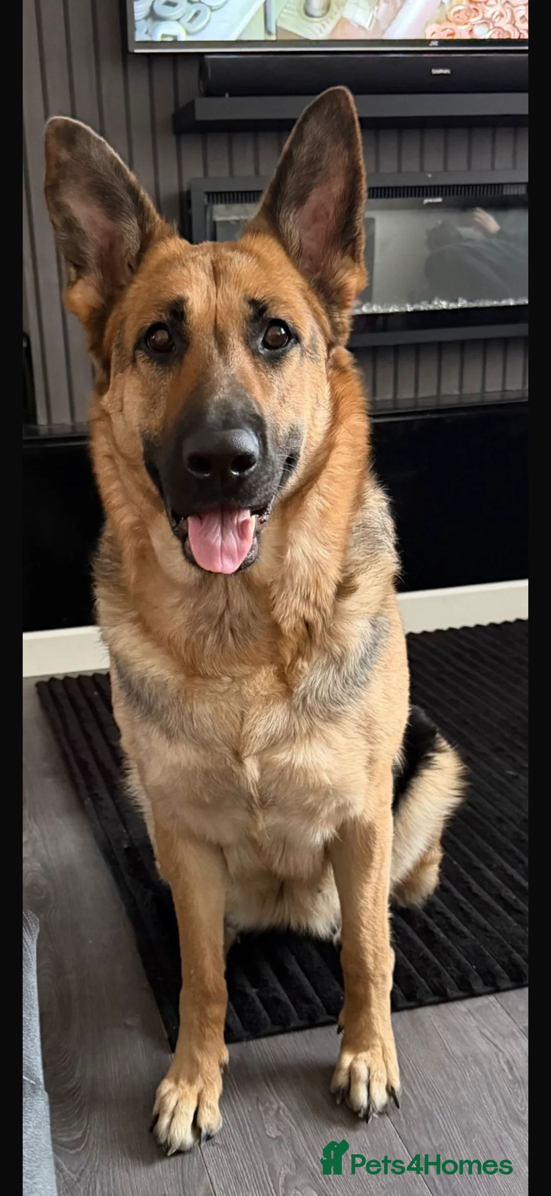 German Shepherd dogs for sale: 28 week old German shepherd  in Preston - Advert 4