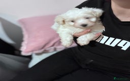 Bichon Frise dogs for sale: Adorable Puppies Ready for Their Forever Homes  - Image 10