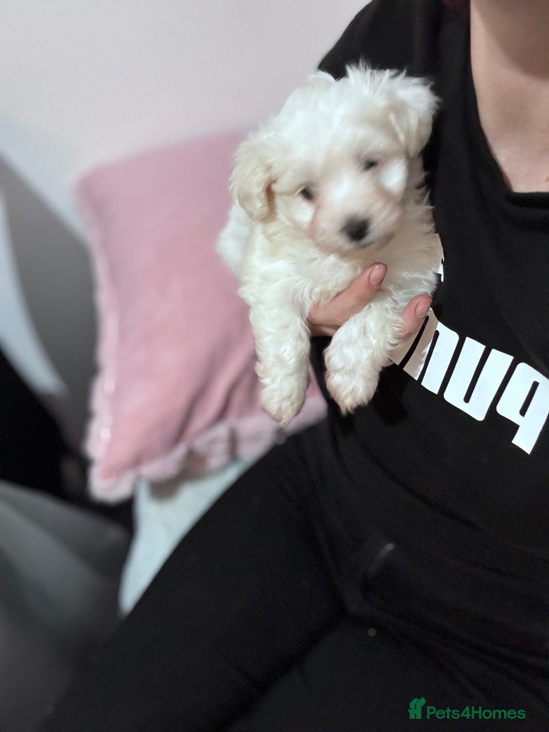 Bichon Frise dogs for sale: Adorable Puppies Ready for Their Forever Homes  - Image 10