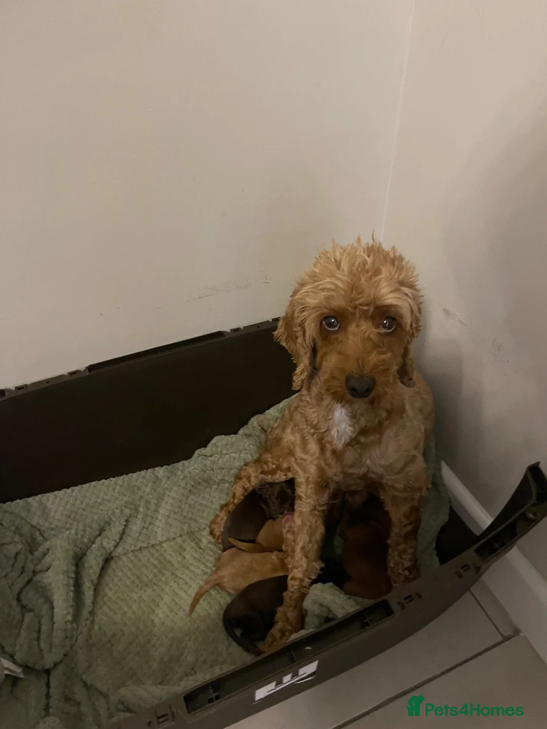 Cockapoo dogs for sale: DNA tested cockapoo puppies  - Advert 2