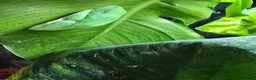 Frog reptiles for sale: 6 Red eyed tree frogs with paludarium set up  - Advert 11
