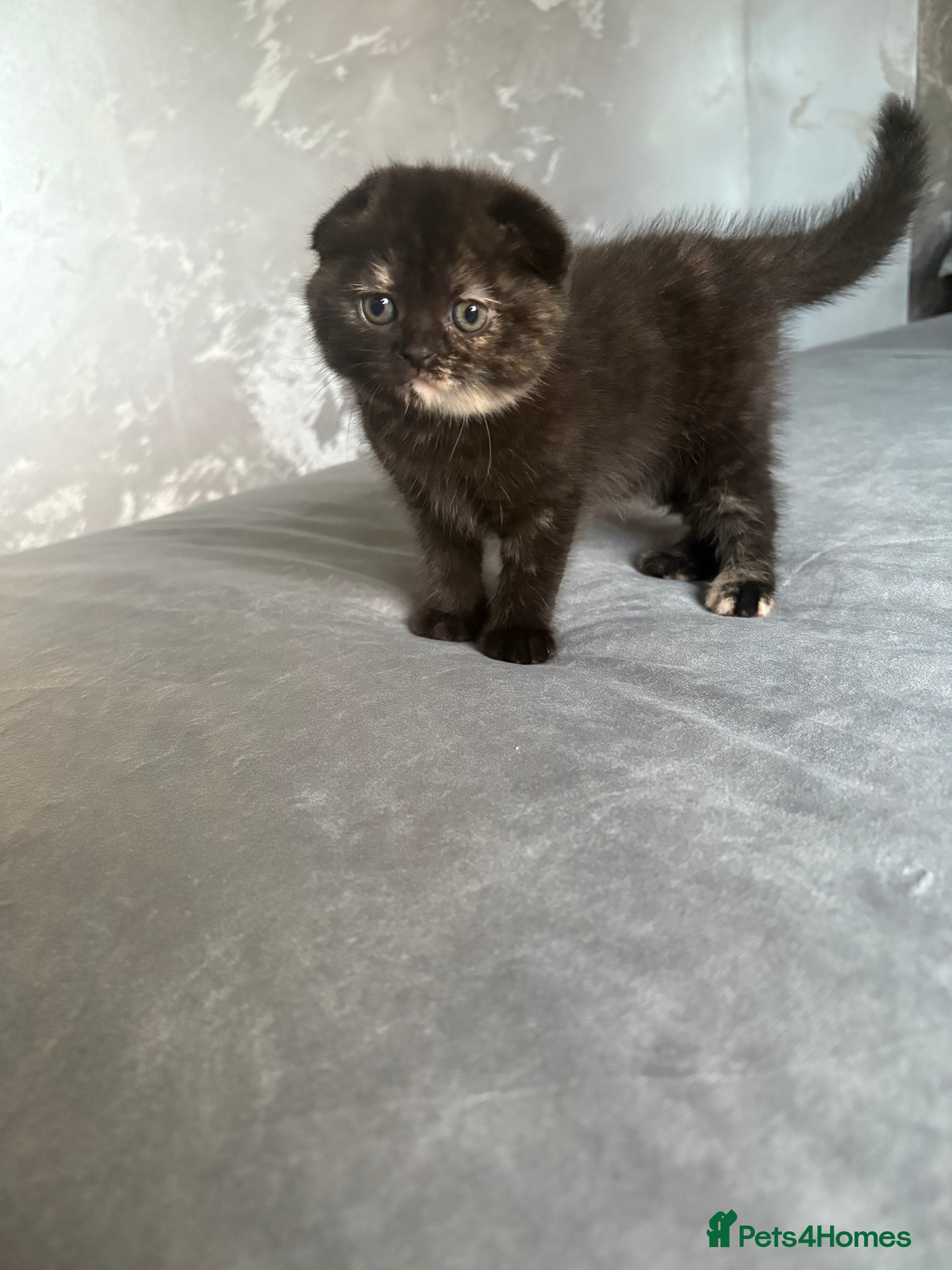 Scottish Fold cats LAST 2 Scottish fold&straight kittens - Advert 15