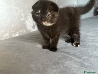 Scottish Fold cats LAST 3 Scottish fold&straight kittens - Advert 5
