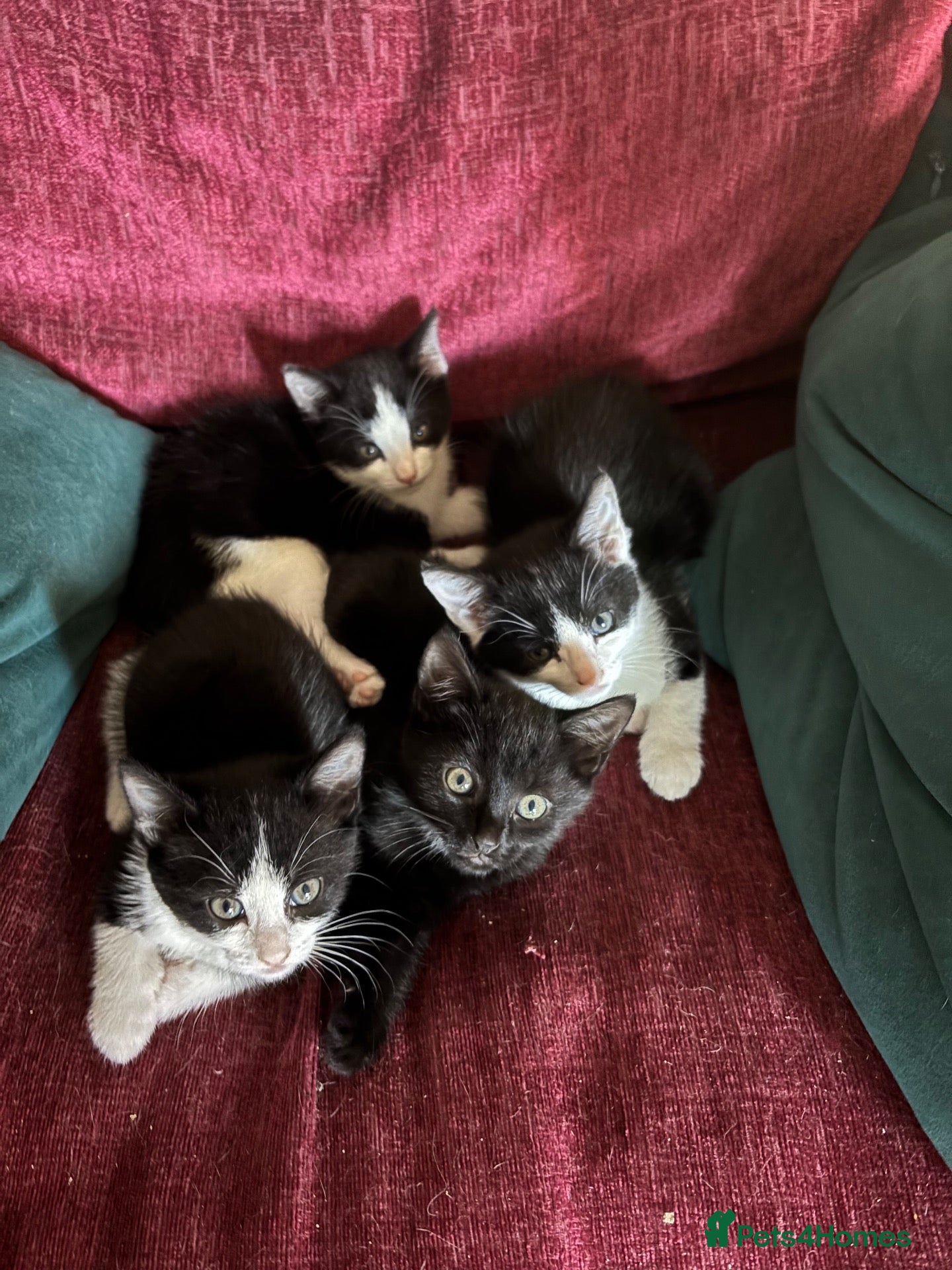Domestic Shorthair cats Tuxedo kittens - Advert 7