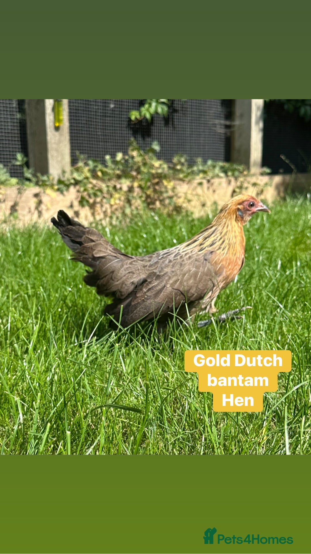 Chickens poultry for sale: Bantam hens at point of lay - Image 3