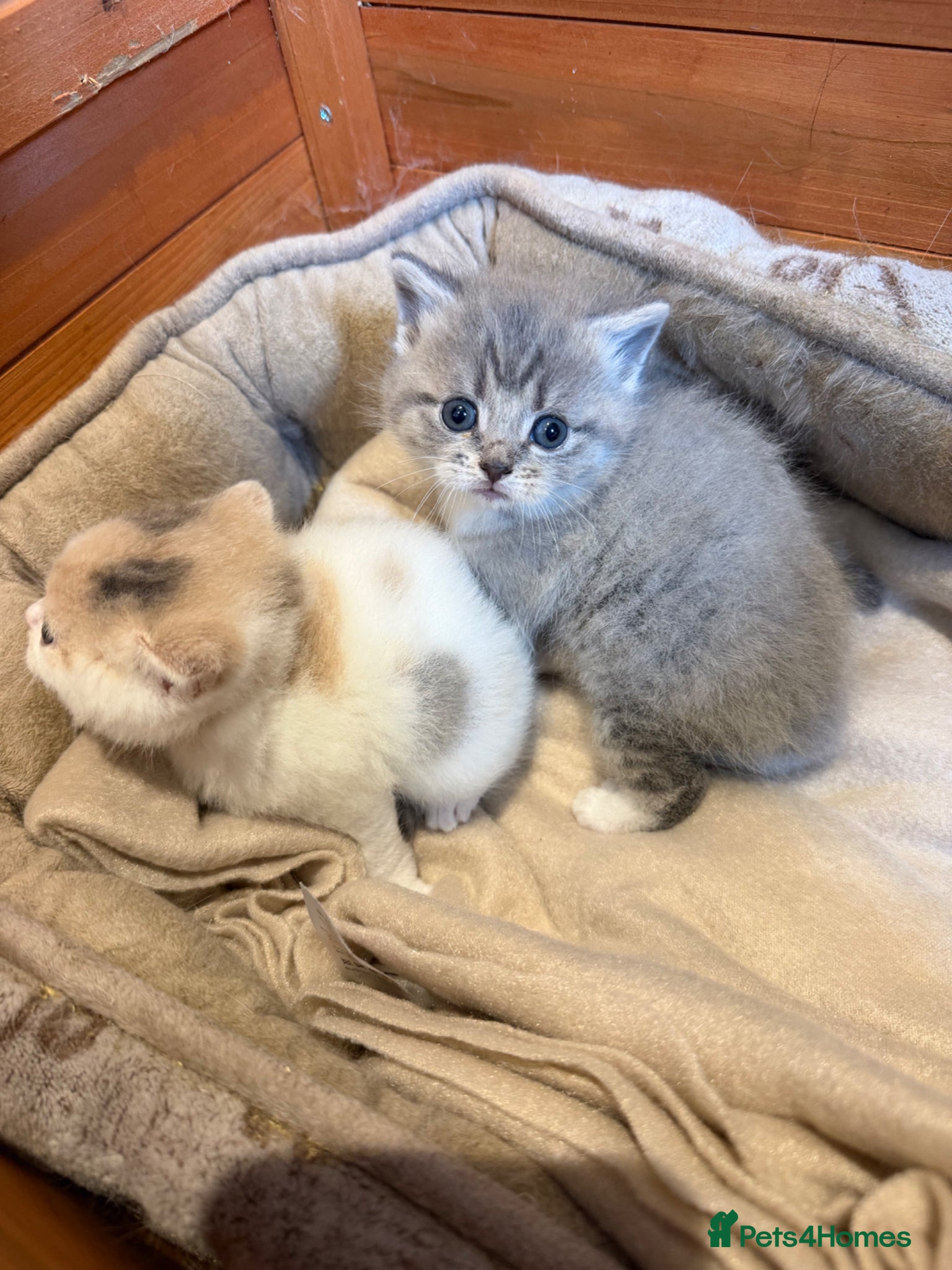 British Shorthair cats British shorthair kittens  - Advert 15