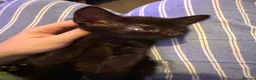 Domestic Shorthair cats for sale: 5 kittens available now - Advert 7