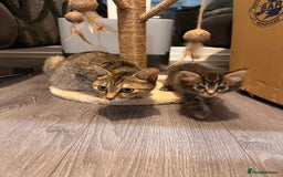 Mixed Breed cats for sale: 2 Gorgeous tabby boys left! - Advert 11